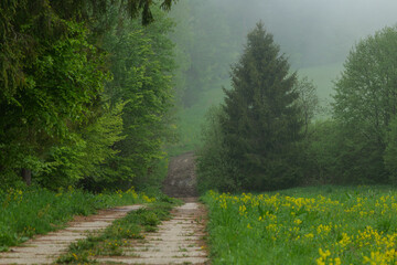 Mglisty las w bieszczadach © Adam Sadlak