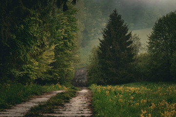 Mglisty las w bieszczadach © Adam Sadlak