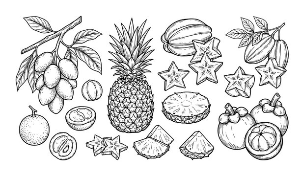 Tropical fruit hand drawn vector set with kepundung pineapple carambola and mangosteen