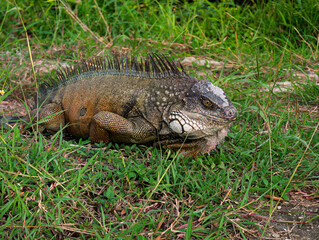 Fototapeta premium A large, textured green iguana rests calmly amongst wild green grass, displaying its impressive dorsal spines and scaly skin. The composition focuses intimately on the reptile.