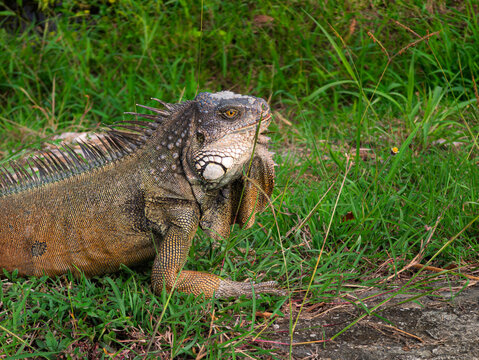 A majestic green iguana stands proudly in the grass with its head raised, displaying its pronounced dewlap and sharp dorsal crest. The composition uses a shallow depth of field. 