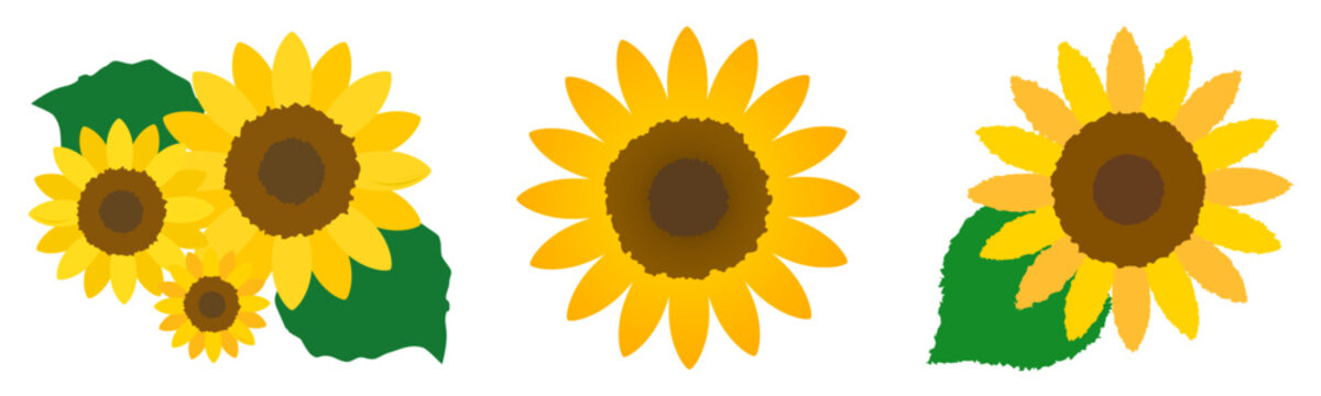 ひまわり