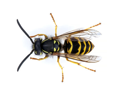 Detailed aerial photo of a Yellow jacket. Yellowjackets (genera Vespula and Dolichovespula).