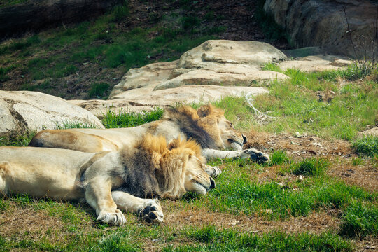 Male African Lions sleeping together in a zoo habitat. African lions live in social groups called prides and range throughout eastern and Southern Africa.