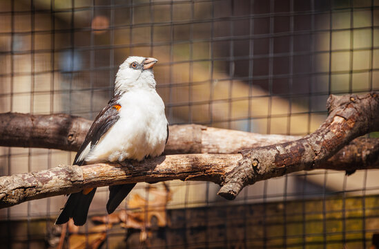 White-headed Buffalo Weaver in a zoo aviary.