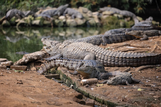 Crocodile (Crocodylidae) near water body at forest.