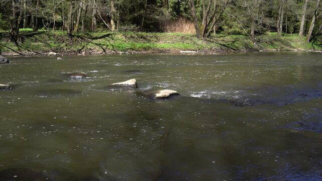 Gentle River Current Flowing Over Exposed Stones Along a Forest Bank. Czech Republic, Oder river, 2026,