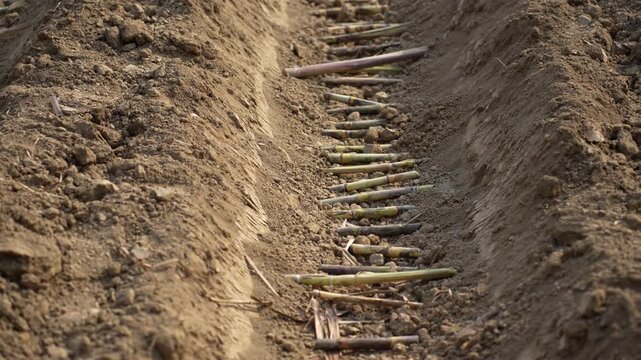 Dhangadhi, Nepal - 08 January 2024: View of sugarcane stalks laid in a furrow in a tilled agricultural field during the planting season.