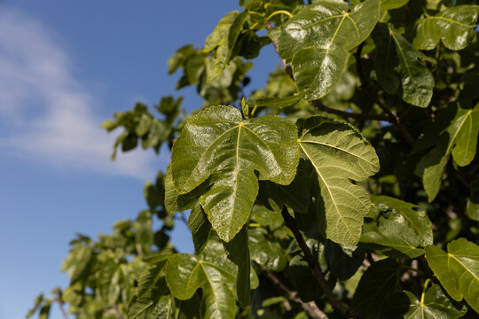 Gros plan sur de belles feuilles vertes d'un arbre de figuier, ciel bleu en arri&egrave;re-plan