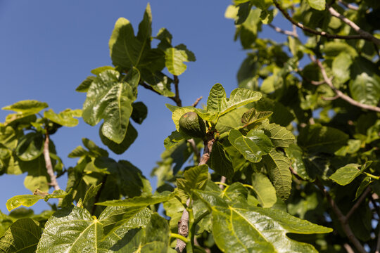 Figuier en gros plan, une figue sur une branche, arbre avec de belles feuilles vertes, ciel bleu en arri&egrave;re-plan