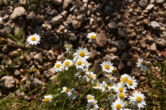 P&acirc;querettes sauvages en gros plan vue du dessus en bordure d'un sentier avec des pierres au sol