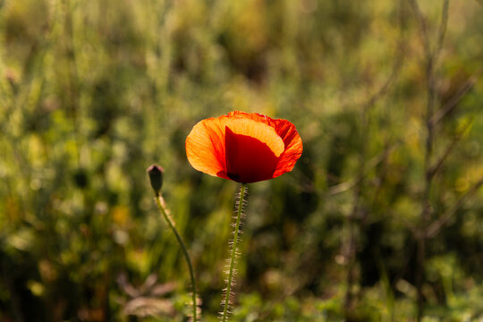 Coquelicot rouge en gros plan &eacute;clair&eacute; par le soleil, vue de face dans un champ vert, jeu de lumi&egrave;re dans les p&eacute;tales de la fleur