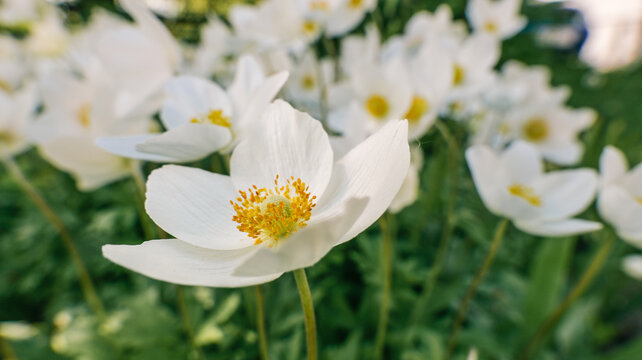 Delicate white anemone flowers bloom in a sunlit garden with soft green foliage