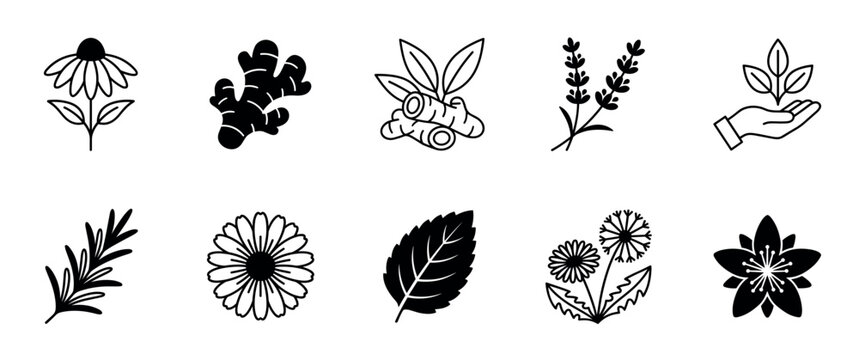 Collection of minimalist black herbal icons including ginger root, lavender, echinacea, mint leaf, and rosemary for natural remedy and botanical themes