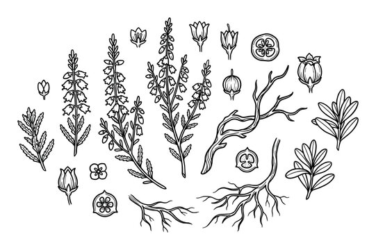 Hand-drawn botanical illustration set of heather plant parts showing flowers, leaves, stems, roots, and branches in a detailed black and white line art sketch style