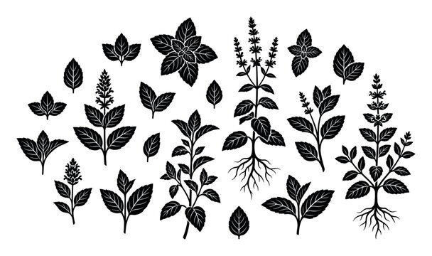 Black silhouette mint plant and leaf set showing various botanical elements like stems, flowers, and roots in a clean graphic vector illustration style for herbal concepts