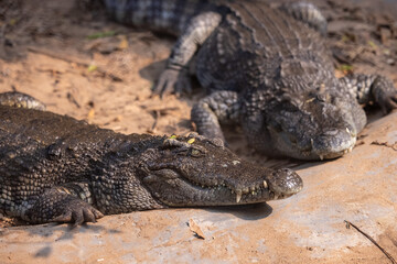 Fototapeta premium Crocodile (Crocodylidae) near water body at forest.