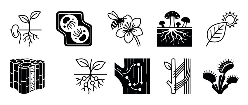 Set of ten black botany and biology glyphs illustrating plant life processes like photosynthesis, pollination, germination, cell division, and nutrient transport in a simple icon style