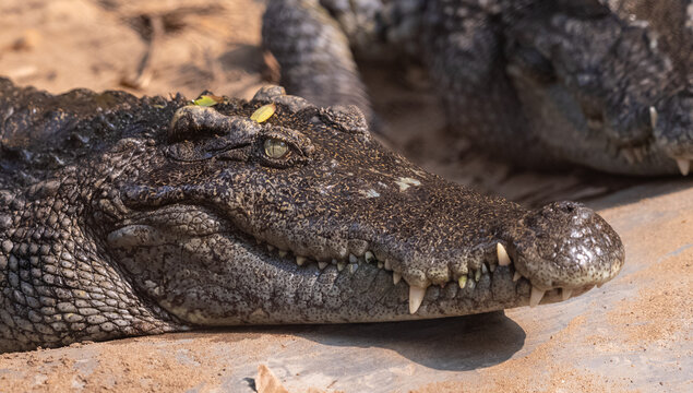 Crocodile (Crocodylidae) near water body at forest.