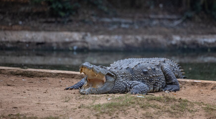 Fototapeta premium Crocodile (Crocodylidae) near water body at forest.