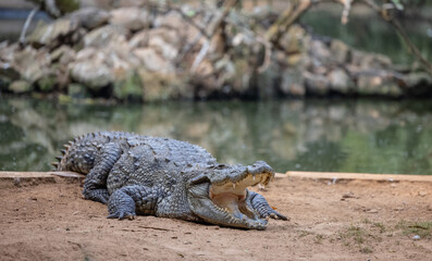Obraz premium Crocodile (Crocodylidae) near water body at forest.