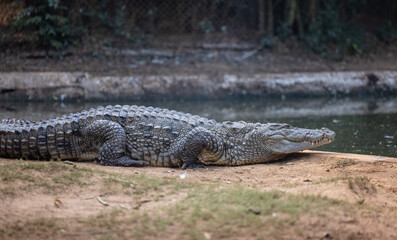 Fototapeta premium Crocodile (Crocodylidae) near water body at forest.