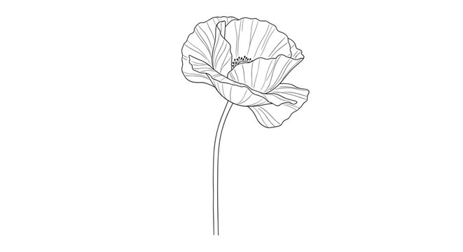Detailed line art illustration of a delicate poppy flower bloom on a stem, perfect for botanical or nature themes.