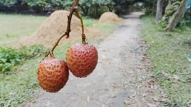 Close up view of fresh lychee inspection on tree branches, high quality natural agricultural produce.