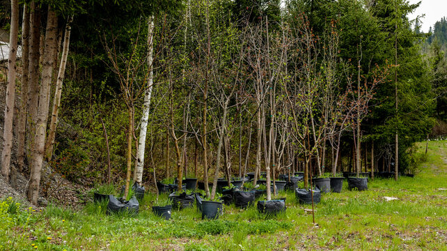 Nursery of young trees in black bags ready for planting in a forest setting