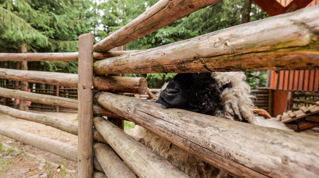 Sheep with black face and curly wool peeking through a rustic wooden fence