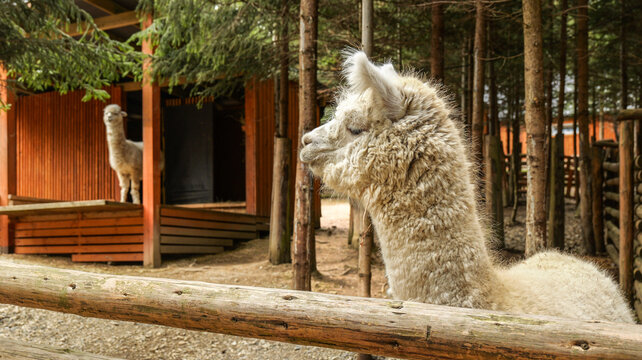 Close-up of a fluffy white alpaca in an outdoor enclosure with trees and wooden structures