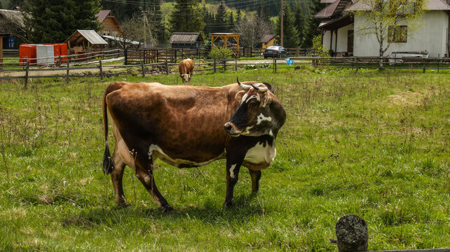 Brown and white cow standing in a green grassy field near a rural village