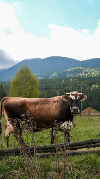 Brown cow with white markings stands in a green meadow with mountains behind