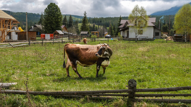 Brown cow grazing peacefully in a lush green meadow near a rustic village