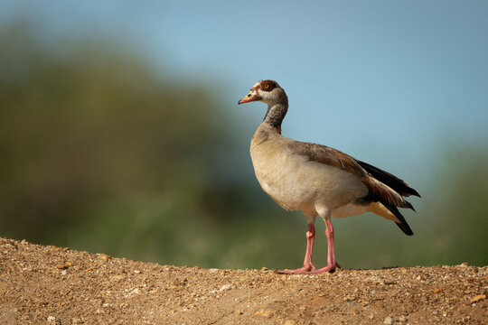Egyptian goose on sandy bank in sunshine