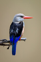 Fototapeta premium Grey-headed kingfisher turns head right on branch