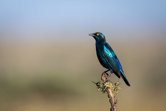 Greater blue-eared starling watches camera with catchlight