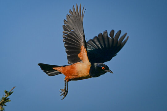 Hildebrandt starling flies away from leafy branch