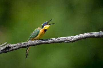 Fototapeta premium Little bee-eater opens beak on dry branch