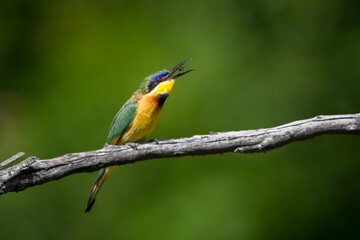 Fototapeta premium Little bee-eater tossing fly on dry branch