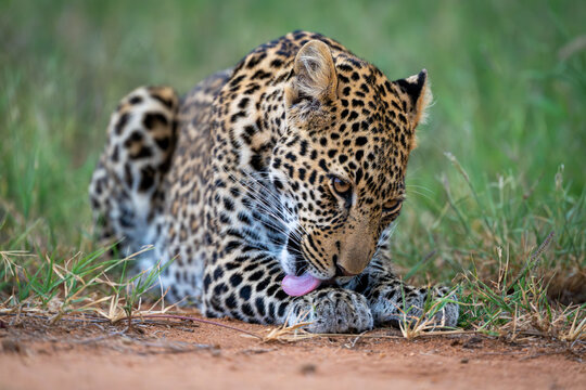 Male leopard cub lies licking right forepaw