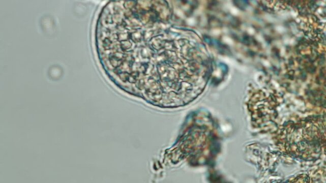 Paramecium sp. at 50x under brightfield microscopy