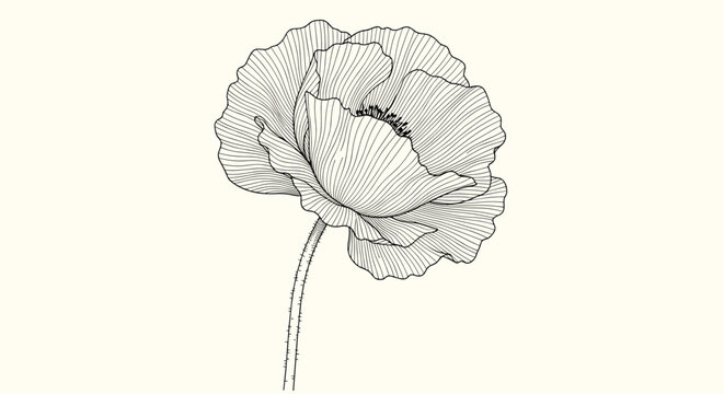 A detailed line drawing illustration of a beautiful full blooming rose flower on a delicate stem, capturing natural botanical beauty.