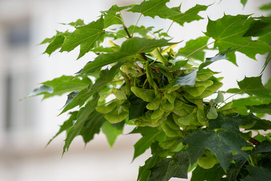 Green maple leaves with clustered samaras