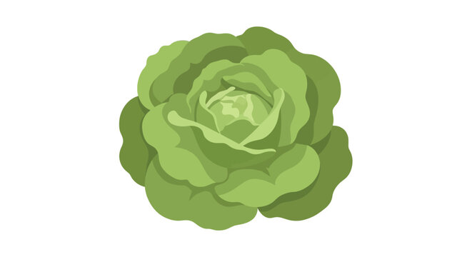 Fresh green cabbage head with vibrant leaf layers.