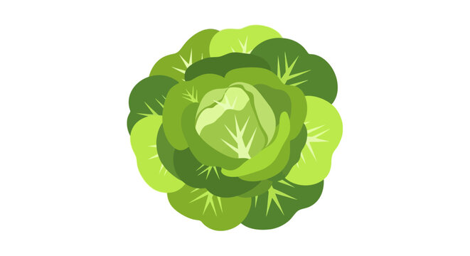 Fresh green lettuce top view illustration style image.
