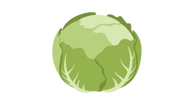 Fresh whole green cabbage with vibrant leaf texture detail.