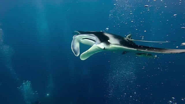 Giant Oceanic Manta Ray Filter Feeding Moving Through Bubbles