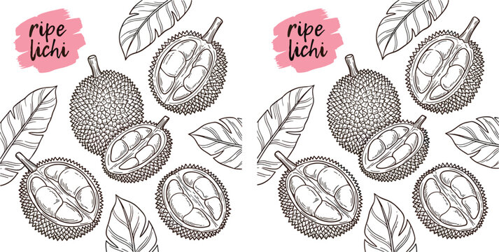 Hand Drawn Vintage Tropical Durian Fruit Sketches and Seamless Pattern Elements with Spiky Rind and Leaves for Exotic Food Packaging Design