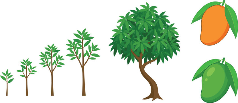 Mango Tree Life Cycle Growth Stages Vector Set with Saplings Mature Tree Ripe and Green Fruits for Educational Infographics and Botanical Designs